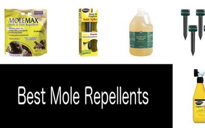 Best Mole Repellents min: photo