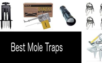 Best Mole Traps min: photo